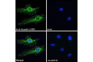 ABIN361185 Immunofluorescence analysis of paraformaldehyde fixed HeLa cells, permeabilized with 0. (Granulin 抗体  (Internal Region))