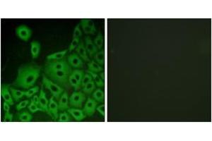 Immunofluorescence analysis of A549 cells, using GPR153 Antibody. (GPR153 抗体  (AA 291-340))