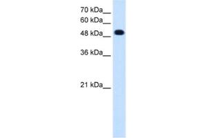 Western Blotting (WB) image for anti-Protein tyrosine Phosphatase, Receptor Type, R (PTPRR) antibody (ABIN2462848) (PTPRR 抗体)