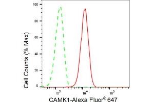 Flow cytometric analysis of CAMK1 expression in C2C12 cells using CAMK1 antibody (ABIN7797830), 1:2,000). (Recombinant CAMK1 抗体)