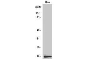 Western Blotting (WB) image for anti-Synuclein, beta (SNCB) (C-Term) antibody (ABIN3187135) (beta Synuclein 抗体  (C-Term))