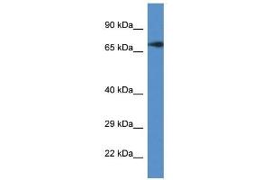 Western Blot showing Guf1 antibody used at a concentration of 1.