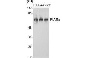 Western Blot (WB) analysis of specific cells using PIASx Polyclonal Antibody. (PIAS2 抗体  (N-Term))