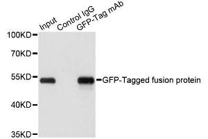 Immunoprecipitation of over-expressed GFP-tagged protein in 293T cells incubated using GFP-tag antibody. (GFP 抗体  (AA 1-100))