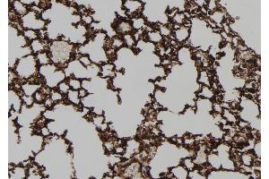 ABIN6272919 at 1/100 staining Mouse lung tissue by IHC-P. (HEPACAM 抗体  (C-Term))
