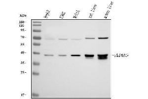 Western blot analysis of ADH5 using anti-ADH5 antibody (ABIN4886429).