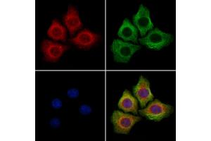 ABIN7094425 and ABIN7098472 staining Hela cells by IF/ICC. (SRSF2 抗体  (Internal Region))