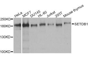 Western blot analysis of extracts of various cell lines, using SETDB1 antibody. (SETDB1 抗体  (AA 1-397))