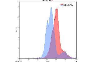 Detection of IFNg in 293F line transfected with target gene using Anti-Interferon Gamma (IFNg) Polyclonal Antibody (Interferon gamma 抗体  (AA 24-166))