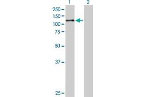 Western Blot analysis of AHR expression in transfected 293T cell line by AHR MaxPab polyclonal antibody. (Aryl Hydrocarbon Receptor 抗体  (AA 1-848))