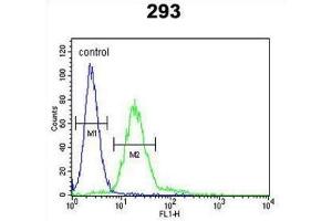 Flow Cytometry (FACS) image for anti-Membrane Protein, Palmitoylated 6 (MAGUK P55 Subfamily Member 6) (MPP6) antibody (ABIN3004081) (MPP6 抗体)