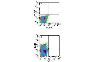 Image no. 2 for anti-Histocompatibility 2, T Region Locus 23 (H2-T23) antibody (ABIN959931)