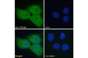 Immunofluorescence (IF) image for anti-Transient Receptor Potential Cation Channel, Subfamily M, Member 2 (TRPM2) (Internal Region) antibody (ABIN6391352)