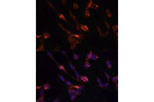 Immunofluorescence (IF) image for anti-FK506 Binding Protein 5 (FKBP5) (AA 308-457) antibody (ABIN1679852)