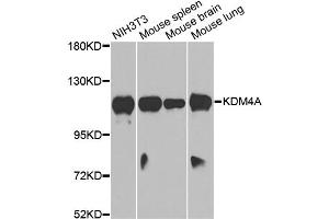 Western blot analysis of extracts of various cell lines, using KDM4A antibody. (KDM4A 抗体)
