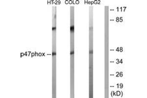 Western blot analysis of extracts from HT-29/COLO205/HepG2 cells, , using p47 phox (Ab-370) Antibody. (NCF1 抗体  (AA 341-390))