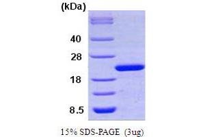 SDS-PAGE (SDS) image for Peptidylprolyl Isomerase F (PPIF) (AA 30-207) protein (ABIN666719) (PPIF Protein (AA 30-207))