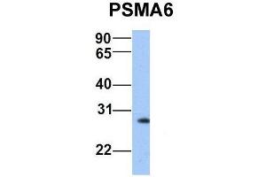 Host:  Rabbit  Target Name:  PSMA6  Sample Type:  Human Hela  Antibody Dilution:  1. (PSMA6 抗体  (N-Term))