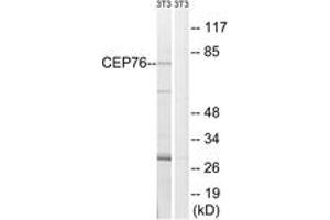 Western Blotting (WB) image for anti-Centrosomal Protein 76kDa (Cep76) (AA 251-300) antibody (ABIN2890202) (Cep76 抗体  (AA 251-300))