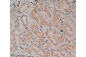 Used in DAB staining on fromalin fixed paraffin- embedded kidney tissue (WNT2 抗体  (AA 26-360))