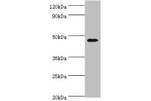 Western blot All lanes: GATA3 antibody at 6 μg/mL + MCF-7 whole cell lysate Secondary Goat polyclonal to rabbit IgG at 1/10000 dilution Predicted band size: 48, 49 kDa Observed band size: 48 kDa (GATA3 抗体  (AA 1-260))