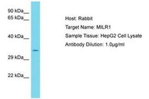 Image no. 1 for anti-Mast Cell Immunoglobulin-Like Receptor 1 (MILR1) (AA 253-302) antibody (ABIN6750787) (Allergin-1 抗体  (AA 253-302))