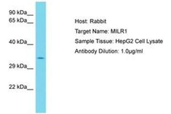 Allergin-1 anticorps  (AA 253-302)