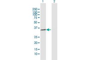 Western Blotting (WB) image for anti-Polymerase (RNA) III (DNA Directed) Polypeptide F, 39 KDa (POLR3F) (AA 1-316) antibody (ABIN948970)