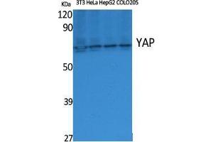 Western Blot (WB) analysis of specific cells using YAP Polyclonal Antibody. (YAP1 抗体  (Internal Region))