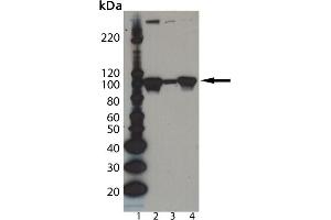 Western Blot analysis of Dishevelled-2 pAb : Lane 1: MW Marker, Lane 2: PC-3 cell lysate, Lane 3: Jurkat cell lysate, Lane 4: PC-12 cell lysate. (DVL2 抗体  (AA 600-614))