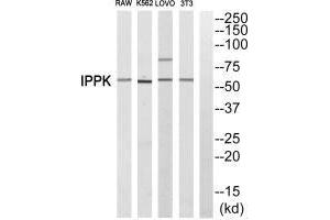 Western blot analysis of extracts from RAW cells,K562 cells, LOVO cells and 3T3 cells, using IPPK antiobdy. (IPPK 抗体)