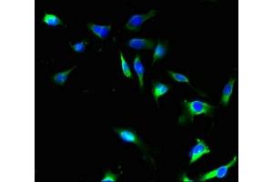 Immunofluorescence (IF) image for anti-Sideroflexin 4 (SFXN4) (AA 2-110) antibody (ABIN7169591)