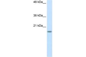 Western Blotting (WB) image for anti-Ribosomal Protein S14 (RPS14) antibody (ABIN2462095) (RPS14 抗体)