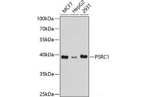 Western blot analysis of extracts of various cell lines using PSRC1 Polyclonal Antibody at dilution of 1:1000. (PSRC1 抗体)