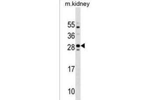 Mouse Tmem125 Antibody (N-term) (ABIN1538904 and ABIN2838243) western blot analysis in mouse kidney tissue lysates (35 μg/lane). (TMEM125 抗体  (N-Term))
