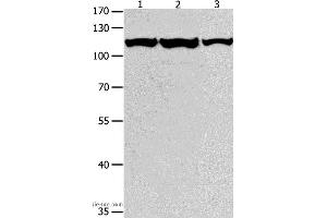 Western blot analysis of K562, Jurkat and hela cell, using MCM3 Polyclonal Antibody at dilution of 1:550 (MCM3 抗体)