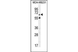 Western blot analysis in MDA-MB231 cell line lysates (35 µg/lane) using S6A12 Antibody (N-term) Cat. (SLC6A12 抗体  (N-Term))