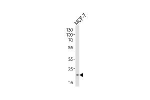 Western blot analysis of lysate from MCF-7 cell line, using NOS1 Antibody (Center) 10269c.
