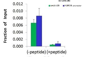Chromatin Immunoprecipitation (ChIP) Using HDAC2 antibody - middle region  and HCT116 Cells (HDAC2 抗体  (Middle Region))