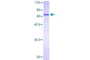 FBXO2 Protein (AA 1-296) (GST tag)