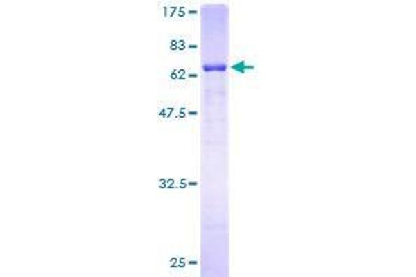 FBXO2 Protein (AA 1-296) (GST tag)