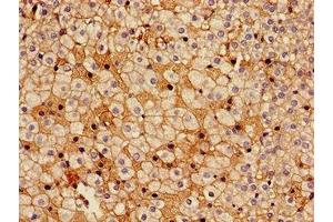 Immunohistochemistry of paraffin-embedded human adrenal gland tissue using ABIN7142312 at dilution of 1:100
