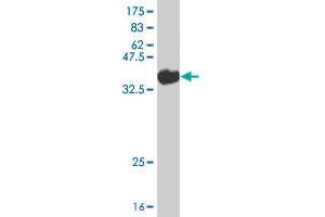 Western Blot detection against Immunogen (36. (STRADB 抗体  (AA 1-95))