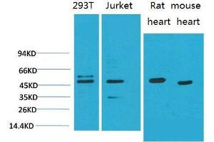 Western Blot (WB) analysis of 1)293T, 2)Jurkat, 3)Rat Heart Tissue, 4)Mouse Heart Tissue with Smad3 Mouse Monoclonal Antibody diluted at 1:2000. (SMAD3 抗体)