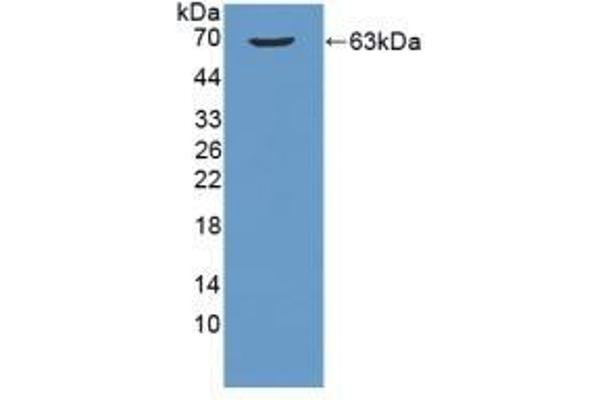 B3GALT5 Antikörper  (AA 29-310)