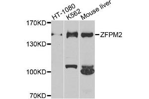 Western blot analysis of extracts of various cell lines, using ZFPM2 antibody. (ZFPM2 抗体)