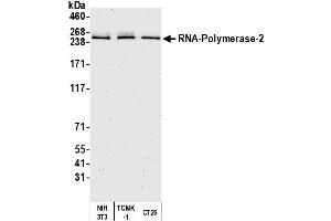 Western Blotting (WB) image for anti-RNA Polymerase II (C-Term) antibody (ABIN7450663) (RNA Polymerase II 抗体  (C-Term))