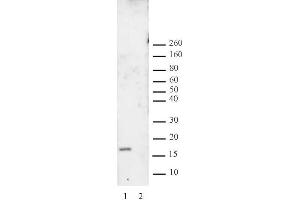 Histone H3 dimethyl Lys27 antibody tested by Western blot. (Histone 3 抗体  (H3K27me2))