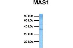 Host:  Rabbit  Target Name:  MAS1  Sample Tissue:  Human DLD1  Antibody Dilution:  1. (MAS1 抗体  (Middle Region))