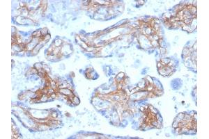Formalin-fixed, paraffin-embedded human placenta stained with Periostin (POSTN) Mouse Monoclonal Antibody (POSTN/3503). (Periostin 抗体  (AA 193-326))